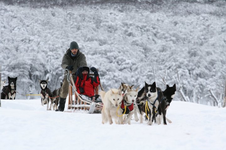 Experiencia con Perros Husky