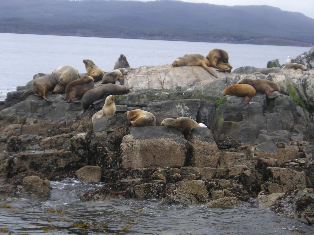 Isla de los Lobos
